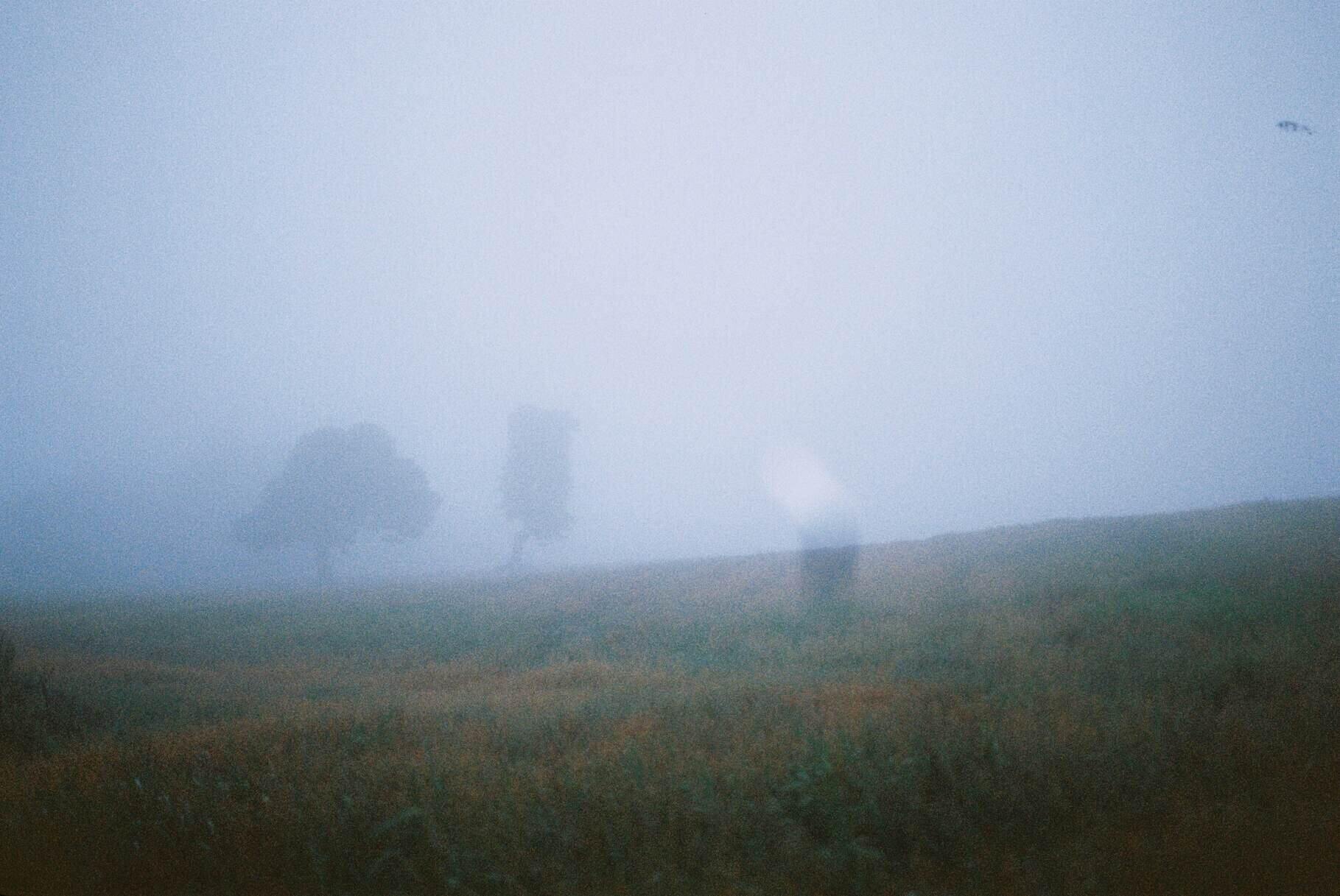 field in mist with two trees