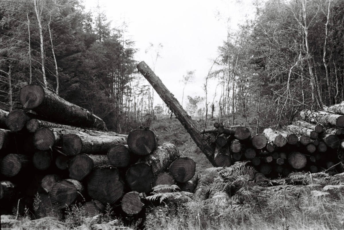 Black-and-white photo of felled trees at a logging camp